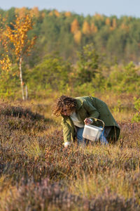 Leisure in nature, young woman with basket collecting ripe cranberries in countryside on weekend