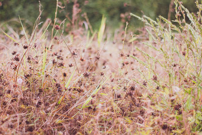 Close-up of plants on field