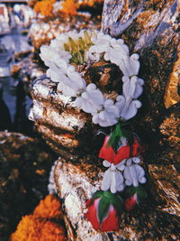 High angle view of white cherry blossom on rock