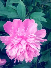 Close-up of flower blooming outdoors