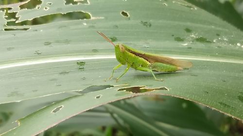 Close-up of insect on leaf