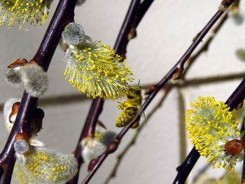 Close-up of frozen flowers on branch