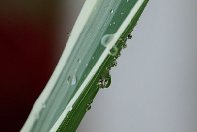 Droplets on a blade of grass