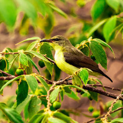 Close-up of bird perching on branch