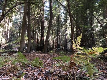 Trees growing in forest