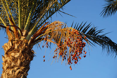 Low angle view of palm tree against clear blue sky