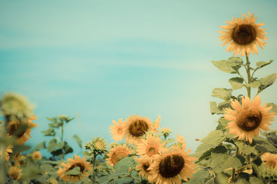 Close-up of sunflower against sky