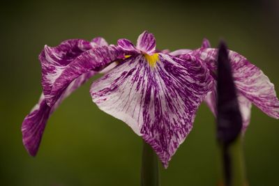 Close-up of purple flowers