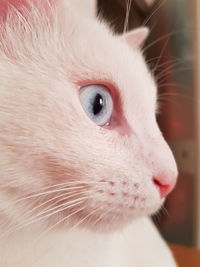 Close-up of a cat