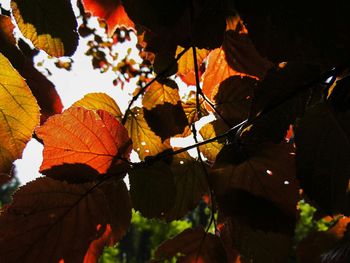 Close-up of leaves