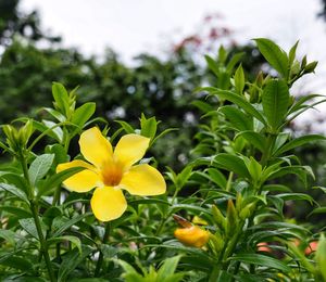 Close-up of yellow flowering plant