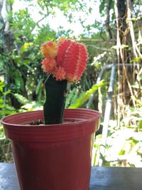 Close-up of red cactus flower pot