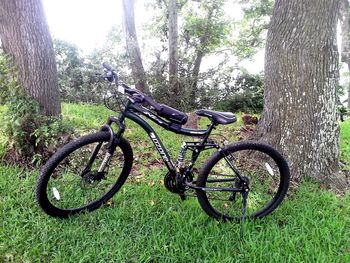 Bicycles on tree trunk