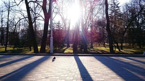 View of bird in park