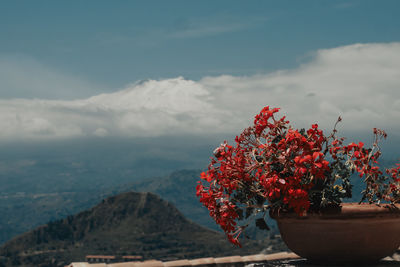 Close-up of red flowering plant against mountain