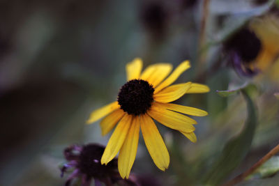 Close-up of yellow flower