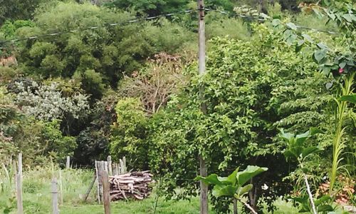 Trees growing on field