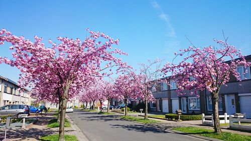 Pink flowers growing in a park