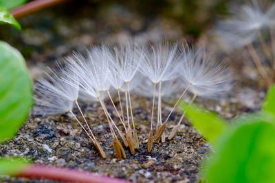 Close-up of dandelion in field