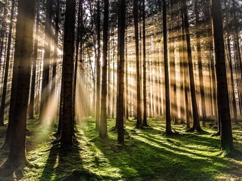 Sunlight streaming through trees in forest