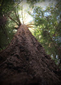 Low angle view of tree trunk in forest