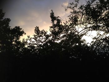 Low angle view of trees against sky