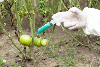 Cropped image of scientist injecting tomato at farm