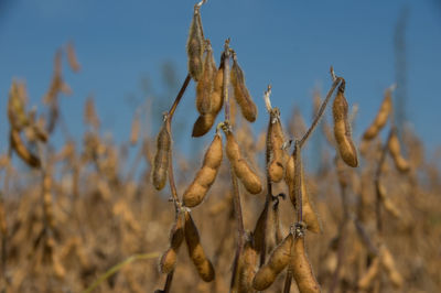 Close-up of plant growing on field