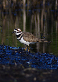 Side view of a bird on the lake