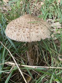 Close-up of mushroom growing on field