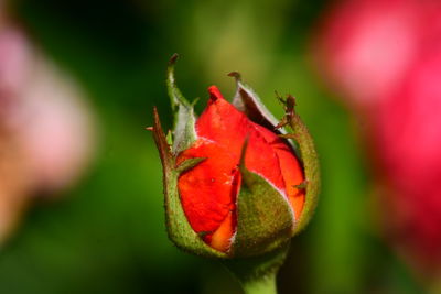 Fresh young roses in garden photos