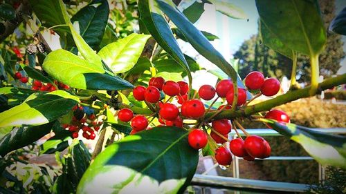 Close-up of red berries