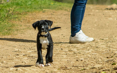 Dog on field