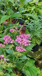 Close-up of butterfly on flowers blooming outdoors