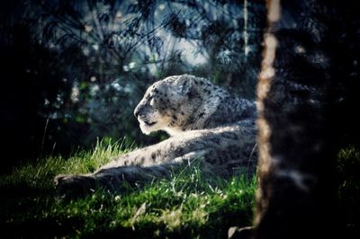 Deer resting in forest