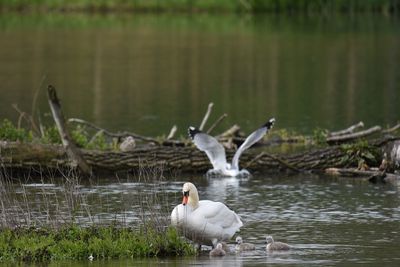 Swans swimming in lake