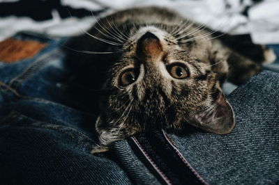 Close-up portrait of cat at home