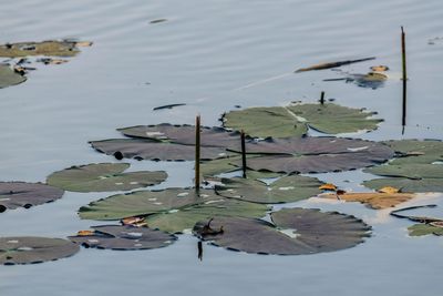 High angle view of water lilies floating on lake