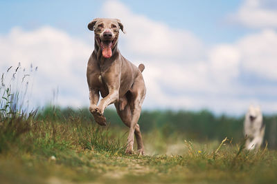 Portrait of dog running on field