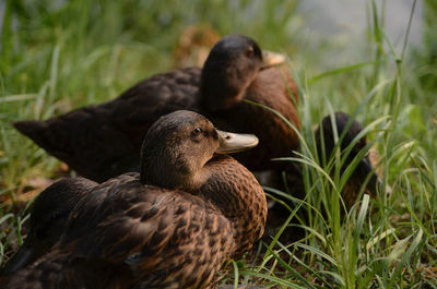 Close-up of duck on field