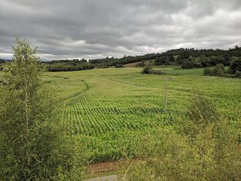 Scenic view of agricultural field against sky
