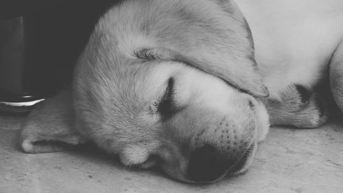 Close-up of labrador puppy sleeping on floor