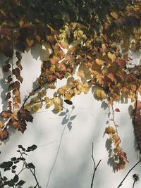 Close-up of maple leaves on tree