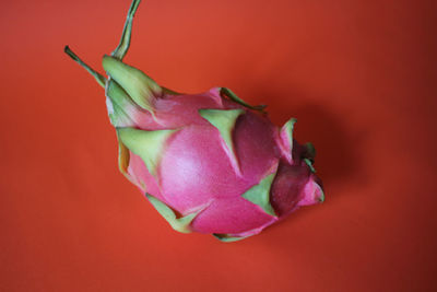 Close-up of flower over red background