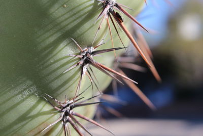 Close-up of thorns on cactus