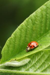 Close-up of ladybug on leaf