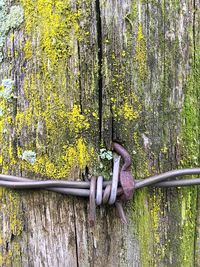 Close-up of metal tree