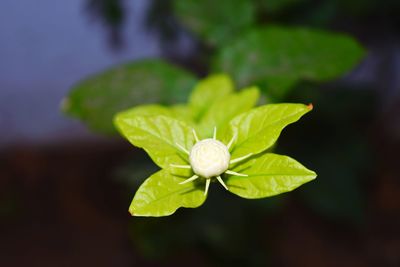 Close-up of wet plant