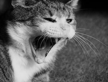 Close-up of cat yawning