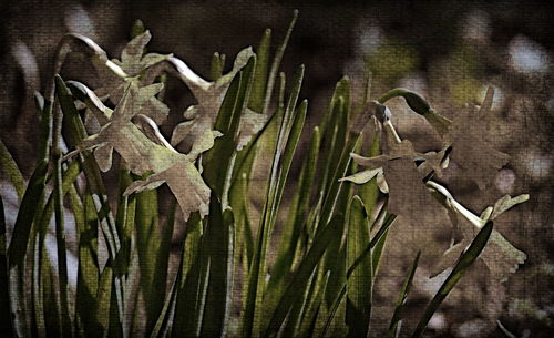 Close-up of plants in water